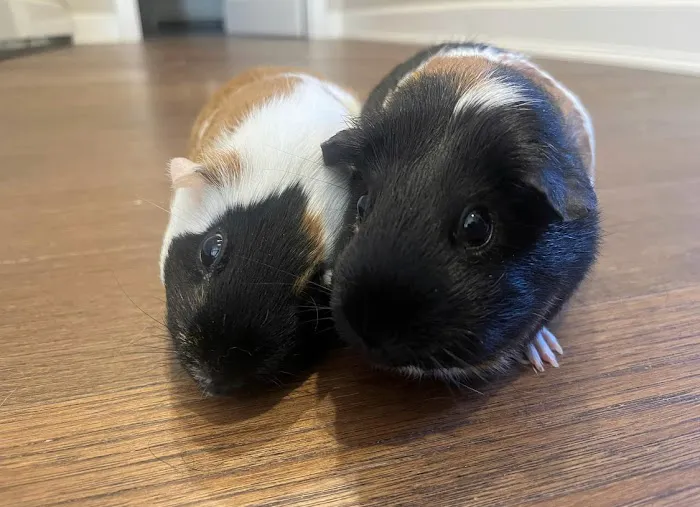 Heart + Paw Picture 1
