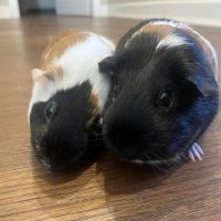 Heart + Paw ico