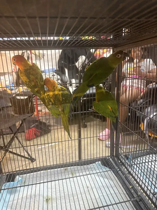 GIVEHAND FLYERS AND FEATHERED FRIENDS Picture 1