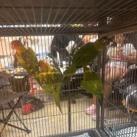 GIVEHAND FLYERS AND FEATHERED FRIENDS ico