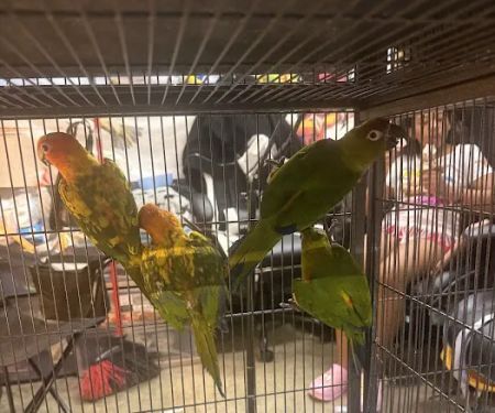 GIVEHAND FLYERS AND FEATHERED FRIENDS