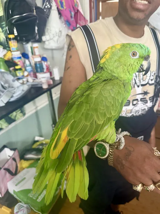 GIVEHAND FLYERS AND FEATHERED FRIENDS Picture 7