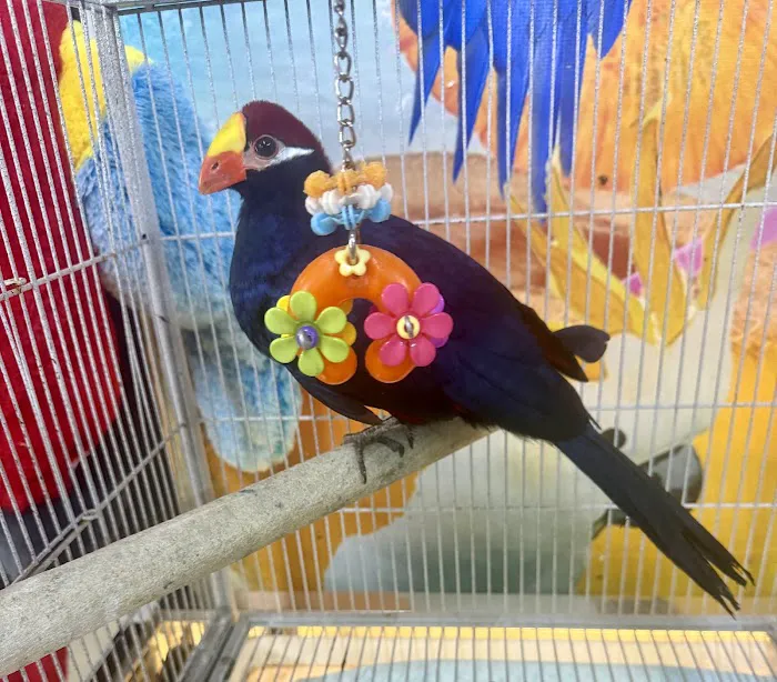 GIVEHAND FLYERS AND FEATHERED FRIENDS Picture 9
