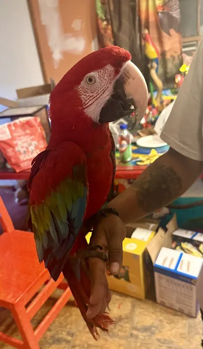 GIVEHAND FLYERS AND FEATHERED FRIENDS Picture 10