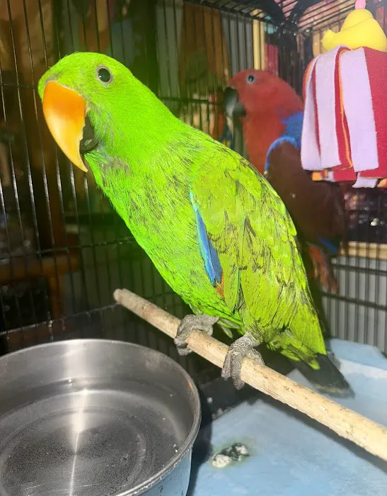 GIVEHAND FLYERS AND FEATHERED FRIENDS Picture 5