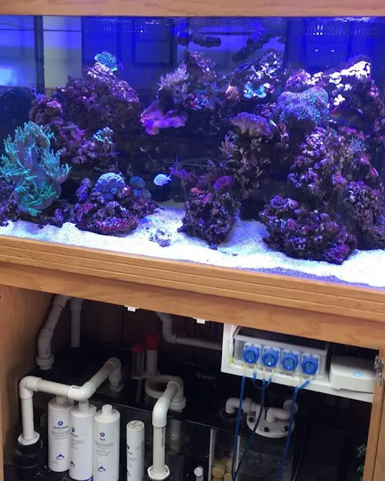 Aquatic Realmz Aquarium Maintenance & Design Picture 2