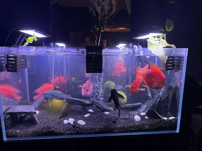 Aquatic Realmz Aquarium Maintenance & Design Picture 9