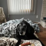 Hawkins Animal Hospital & Wellness Center