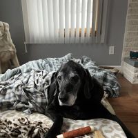 Hawkins Animal Hospital & Wellness Center ico