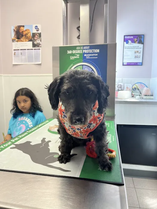 Hawkins Animal Hospital & Wellness Center Picture 4