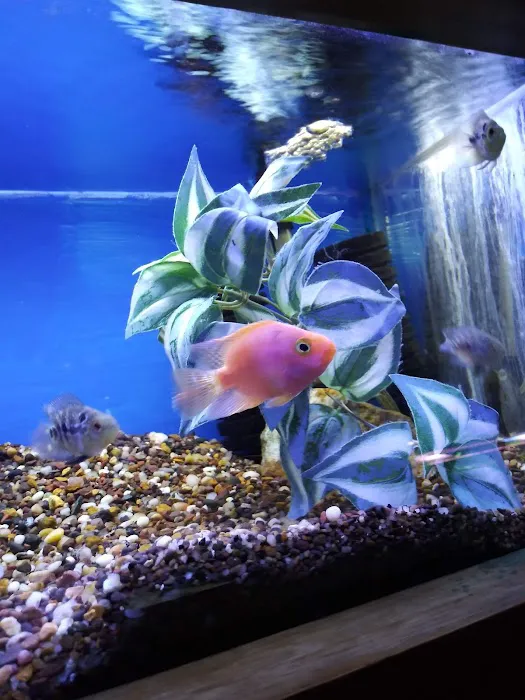The Fish Factory Picture 2