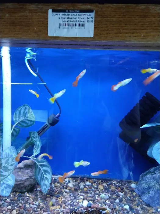 The Fish Factory Picture 7