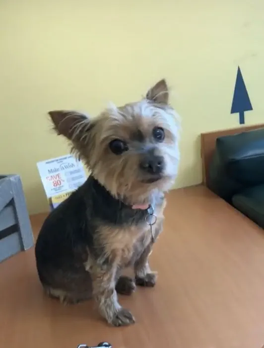 Centereach Animal Hospital Picture 8