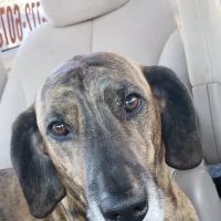 Vetco Vaccination Clinic ico