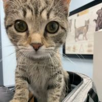 St. Francis Hospital for Animals ico