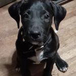 Dr Nathan's Veterinary Clinic