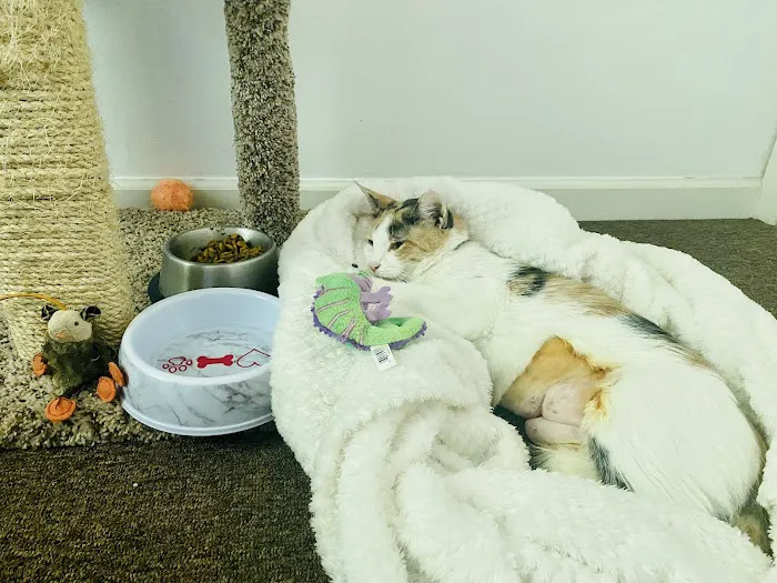 Dr Nathan's Veterinary Clinic Picture 5