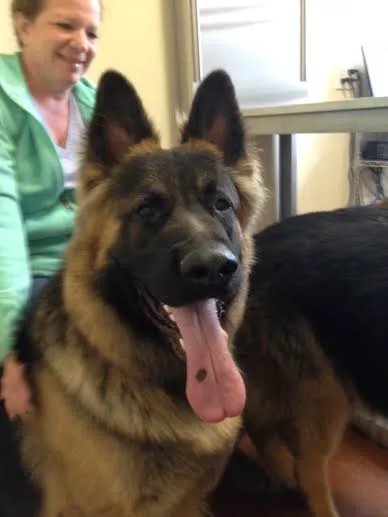 Lima Veterinary Center Picture 6