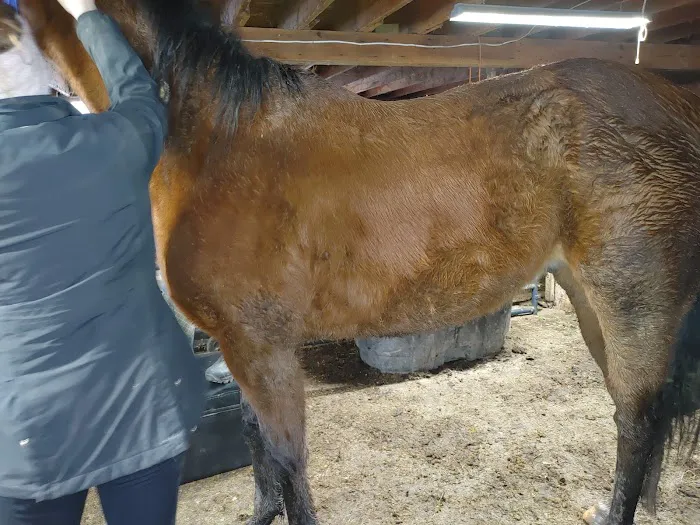Henderson Equine Clinic Picture 2
