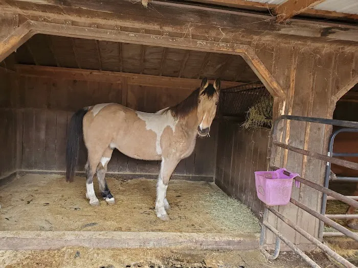 Henderson Equine Clinic Picture 5