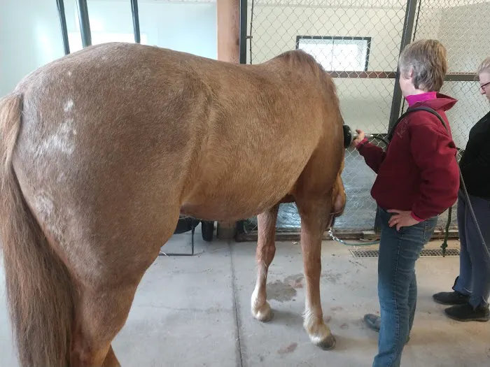 Henderson Equine Clinic Picture 4