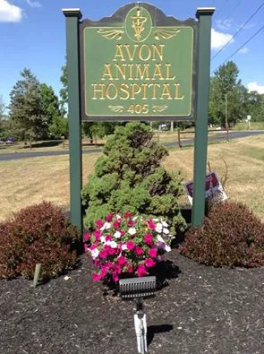 Avon Animal Hospital Picture 1