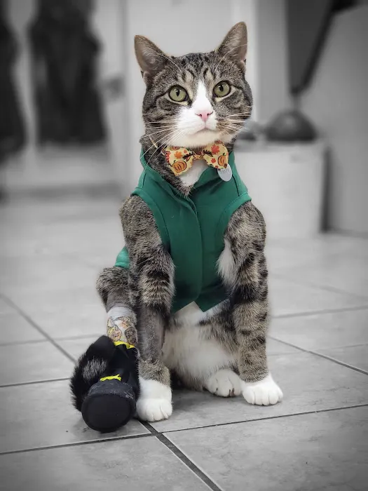 Avon Animal Hospital Picture 3