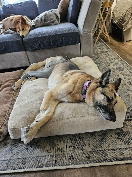 Avon Animal Hospital Picture 8