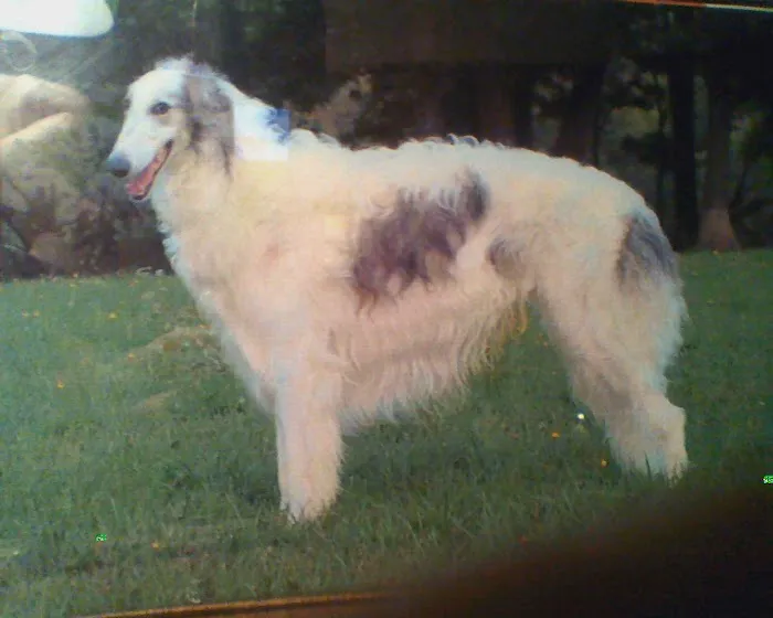 Avon Animal Hospital Picture 5