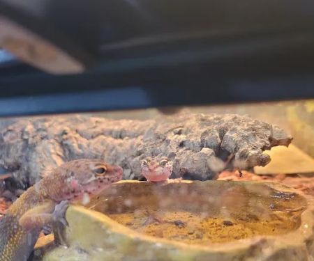 Exotic Aquatics and Pets