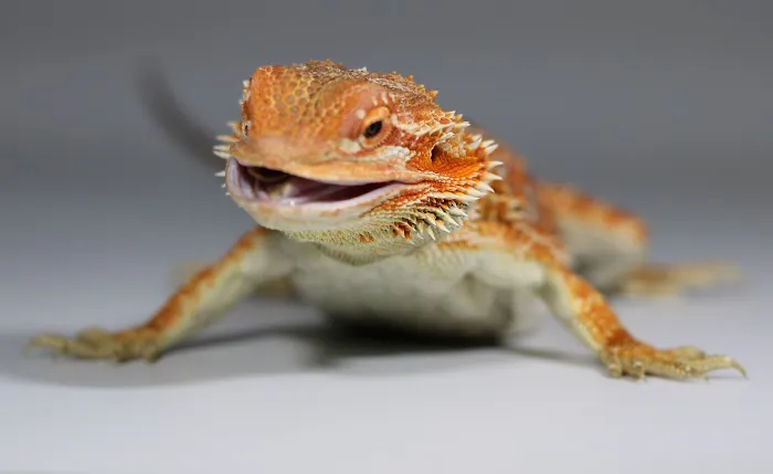 Jurassic Reptile Supply Picture 1