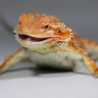 Jurassic Reptile Supply ico