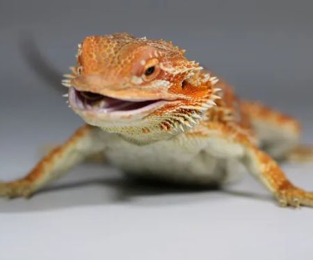 Jurassic Reptile Supply
