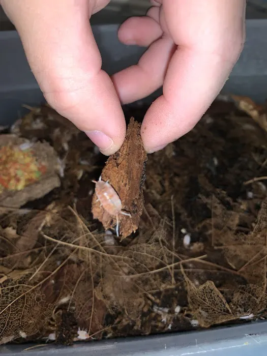 Jurassic Reptile Supply Picture 6