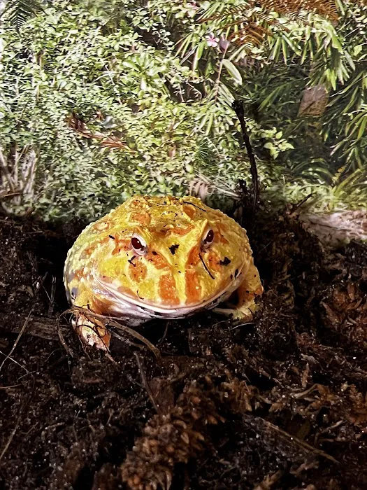 Jurassic Reptile Supply Picture 10