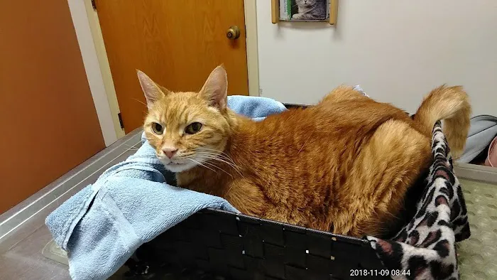 Honeoye Falls Veterinary Hospital Picture 2