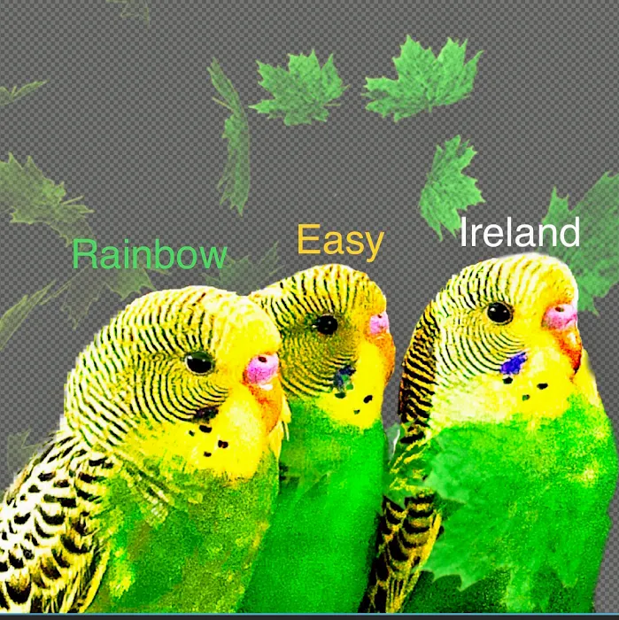 Native Colors Exotics / The Serama Club of Wisconsin Picture 10