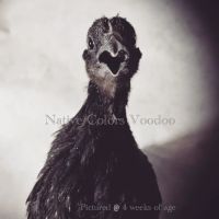 Native Colors Exotics / The Serama Club of Wisconsin ico