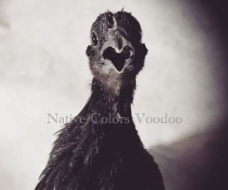 Native Colors Exotics / The Serama Club of Wisconsin