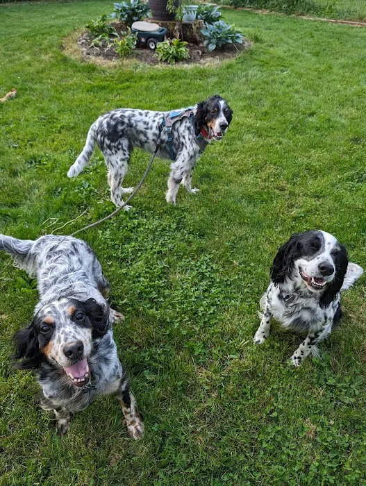 York Animal Hospital Picture 6