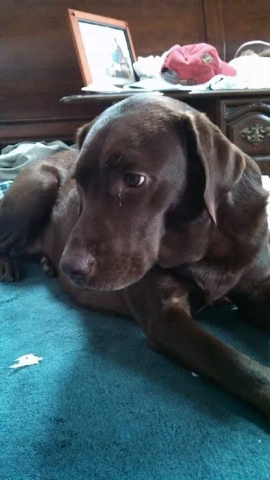 York Animal Hospital Picture 1