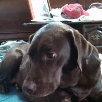 York Animal Hospital ico