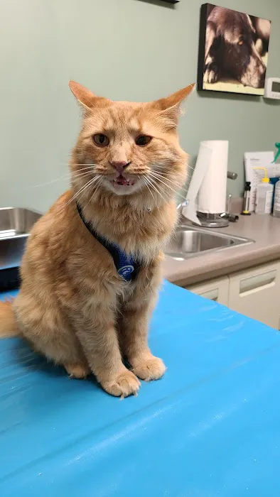 York Animal Hospital Picture 3