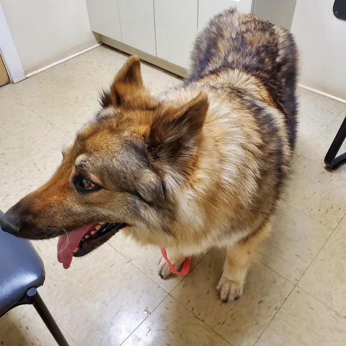 York Animal Hospital Picture 8