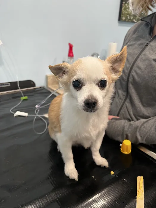 York Animal Hospital Picture 4