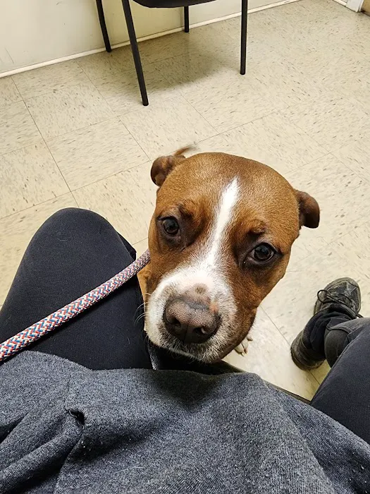 York Animal Hospital Picture 5