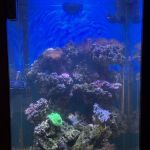Midwest Aquaculture - Aquarium Maintenance & Design