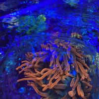 Midwest Aquaculture ico