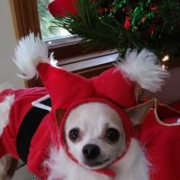 Leroy Animal Clinic ico
