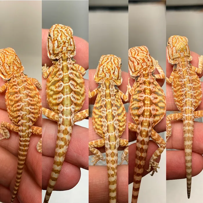 Captive Bred Specialties Picture 10